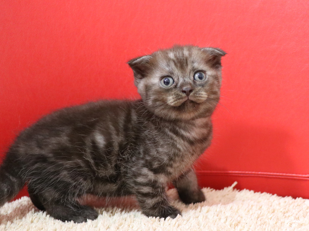 スコティッシュフォールドの子猫画像
