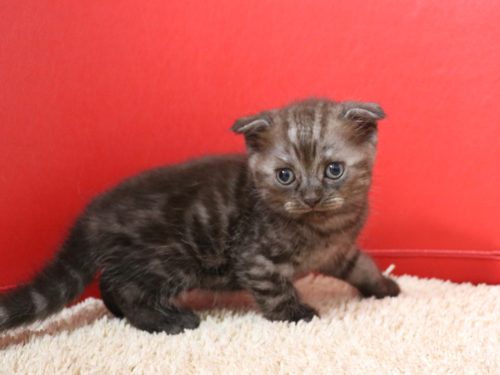スコティッシュフォールドの子猫画像