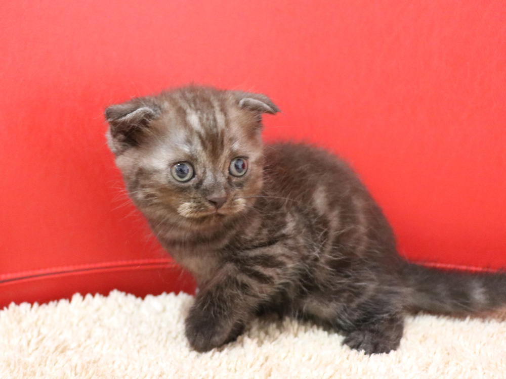スコティッシュフォールドの子猫画像