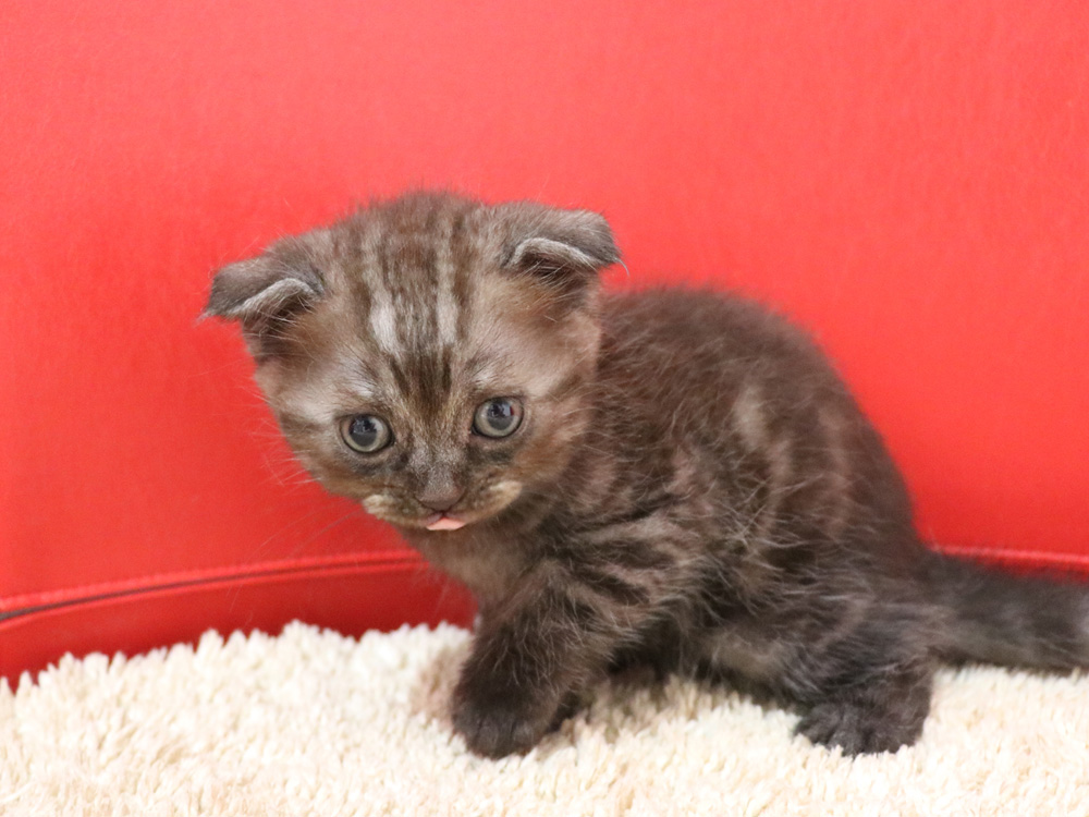 スコティッシュフォールドの子猫画像