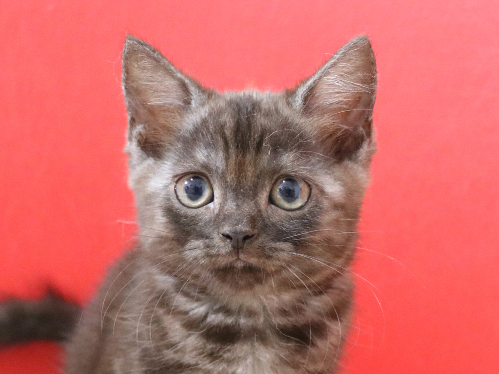 スコティッシュフォールドの子猫画像