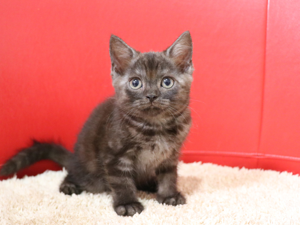 スコティッシュフォールドの子猫画像