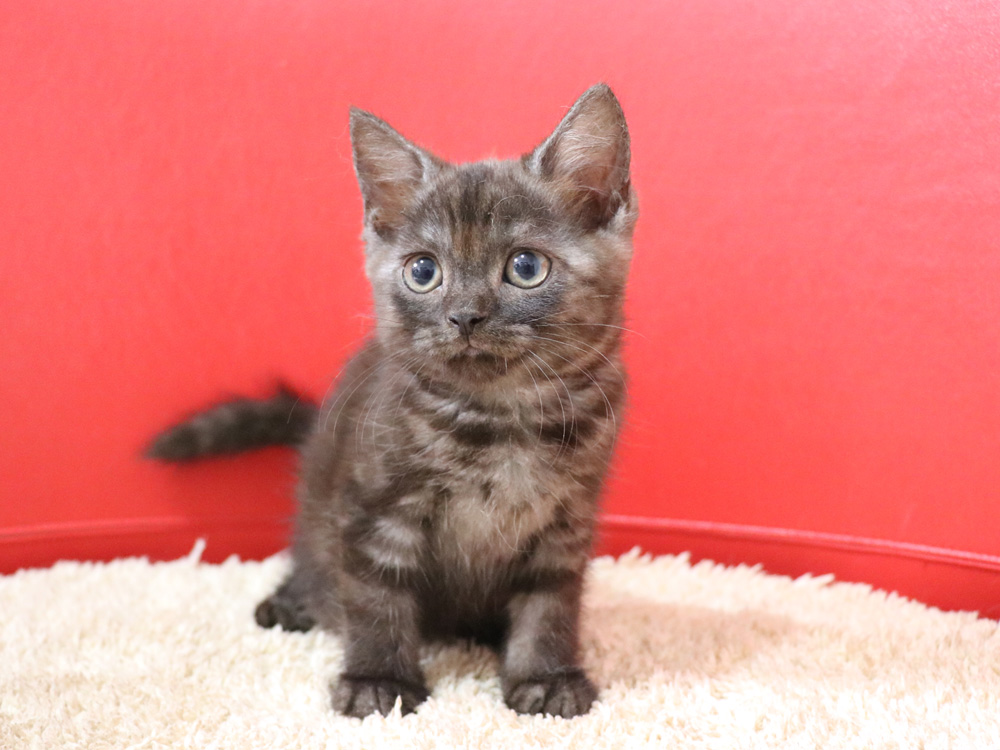 スコティッシュフォールドの子猫画像
