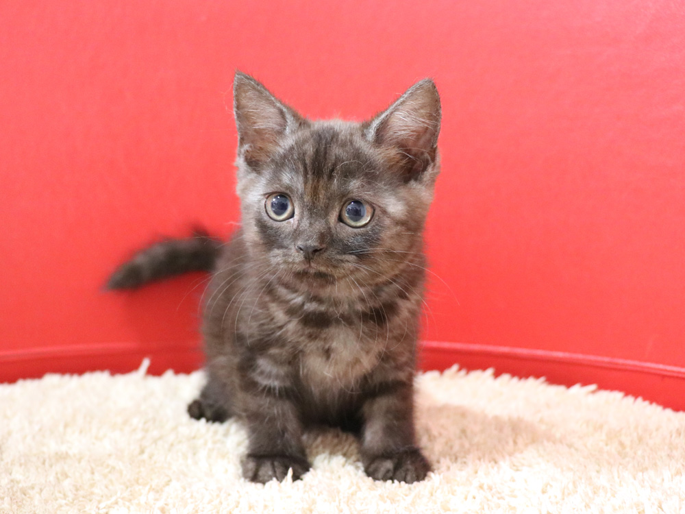 スコティッシュフォールドの子猫画像