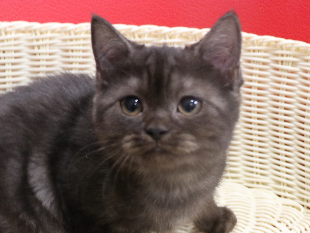 スコティッシュフォールドの子猫画像