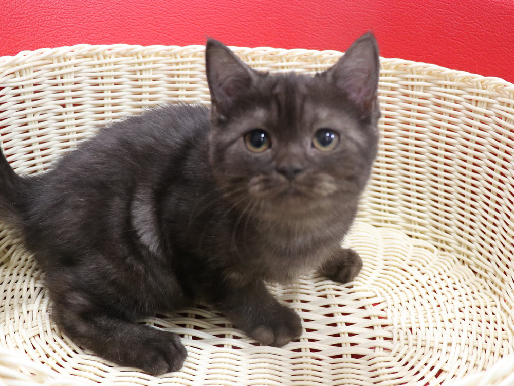 スコティッシュフォールドの子猫画像
