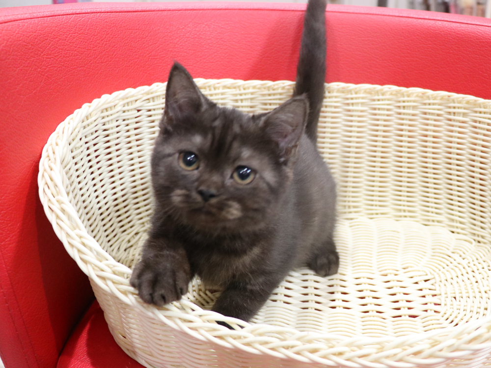 スコティッシュフォールドの子猫画像
