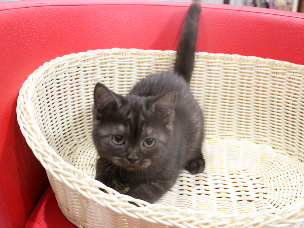 スコティッシュフォールドの子猫画像