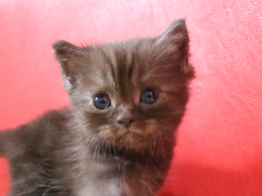 スコティッシュフォールドの子猫画像