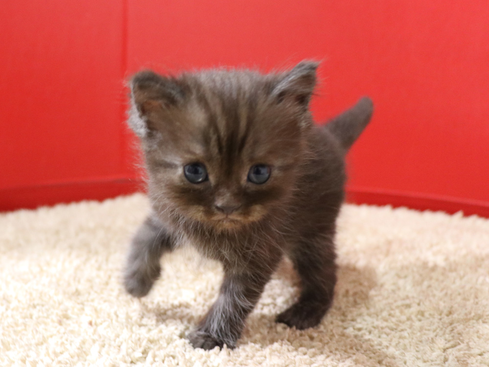 スコティッシュフォールドの子猫画像