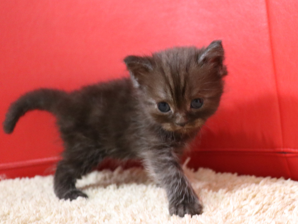 スコティッシュフォールドの子猫画像