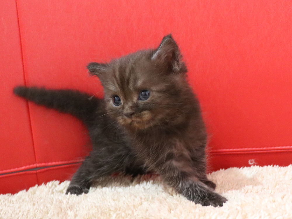 スコティッシュフォールドの子猫画像