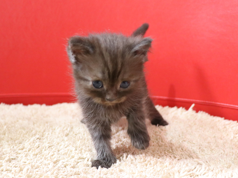 スコティッシュフォールドの子猫画像