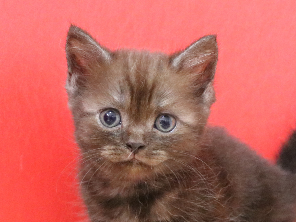 スコティッシュフォールドの子猫画像