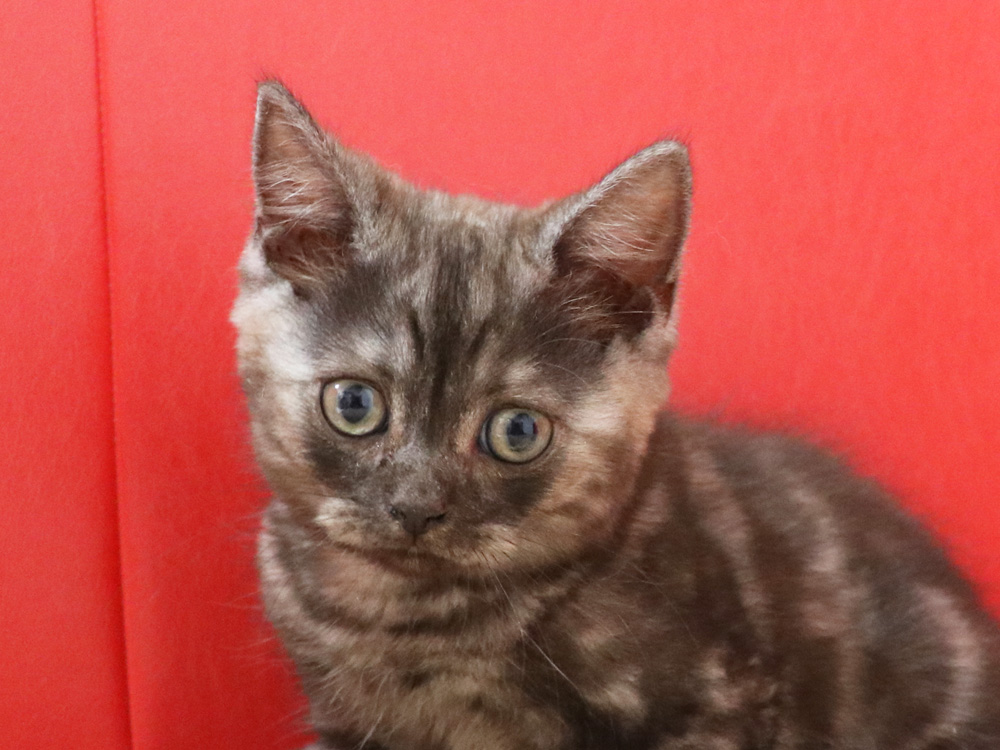 スコティッシュフォールドの子猫画像