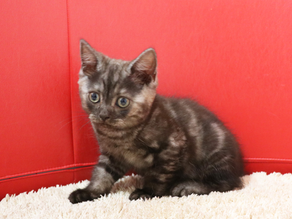 スコティッシュフォールドの子猫画像