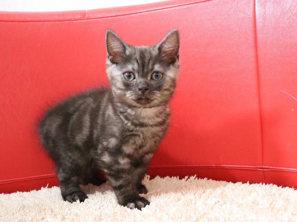 スコティッシュフォールドの子猫画像