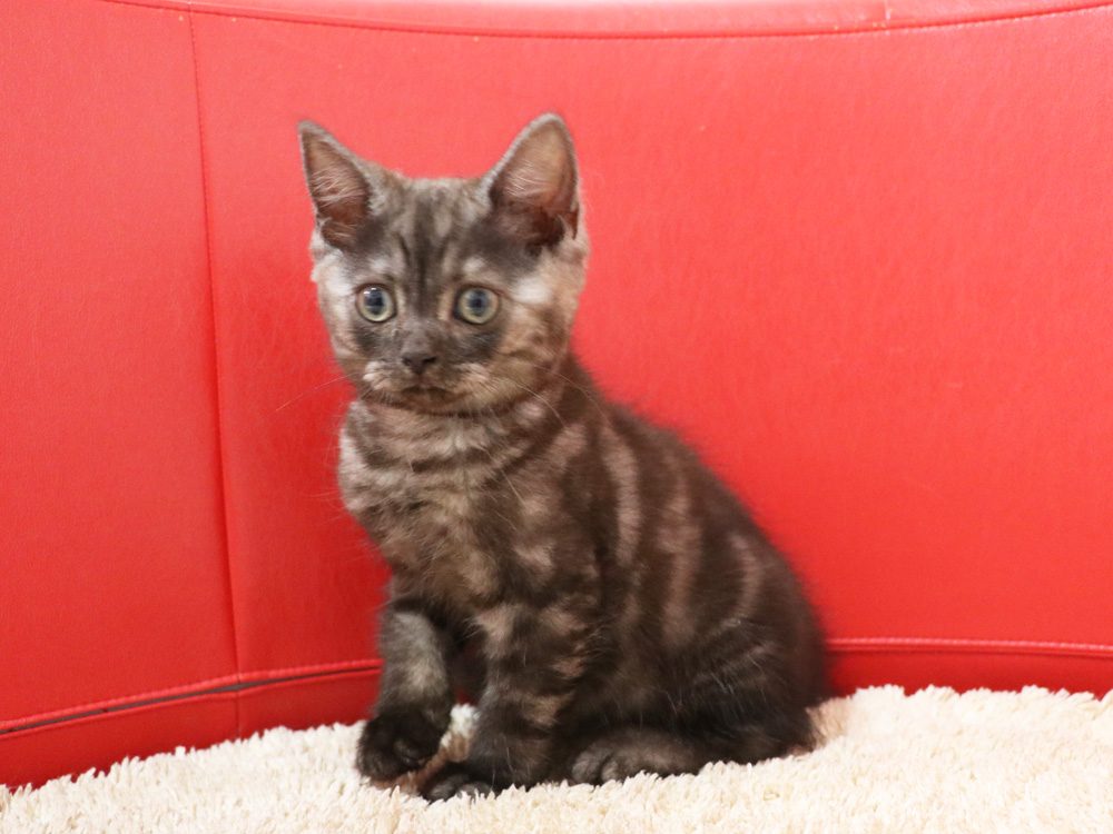 スコティッシュフォールドの子猫画像