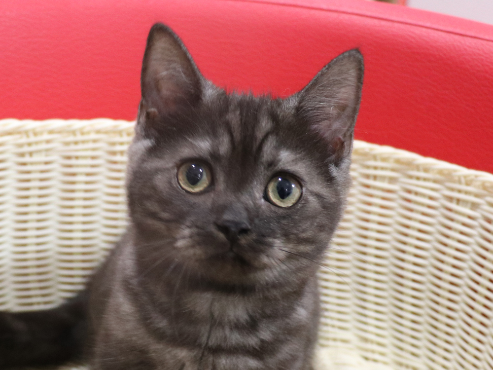 スコティッシュフォールドの子猫画像