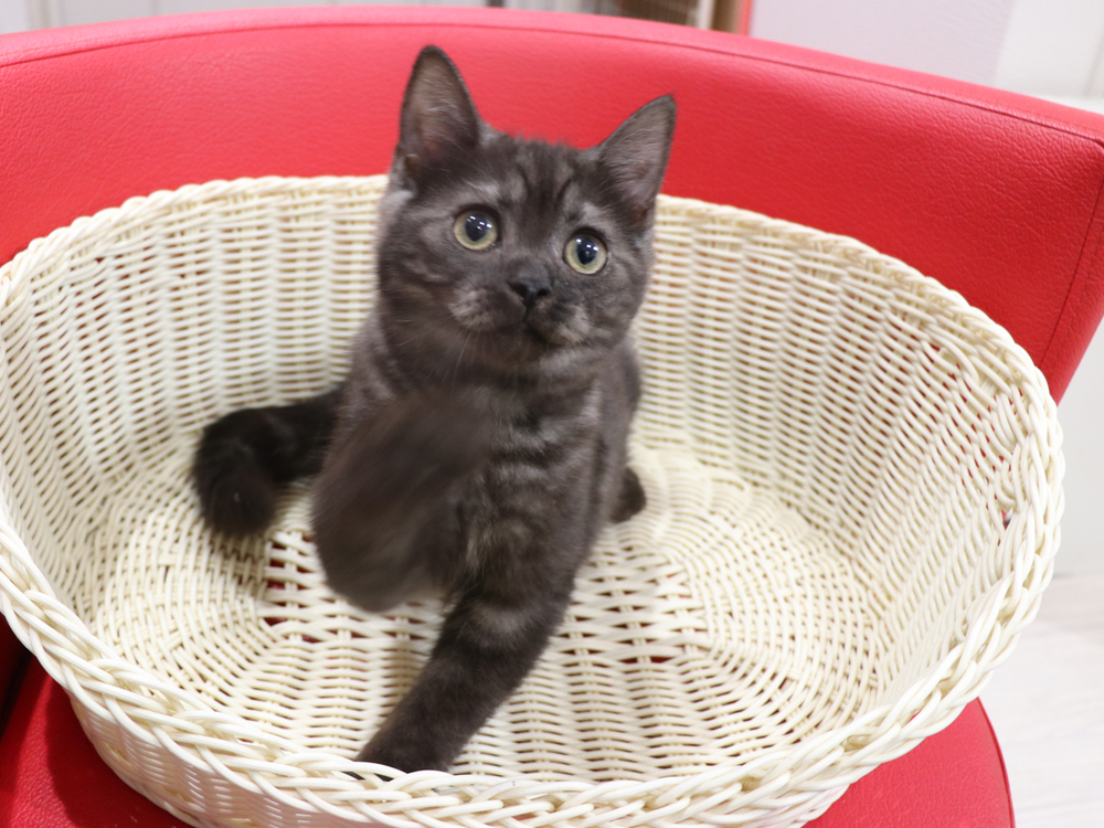 スコティッシュフォールドの子猫画像