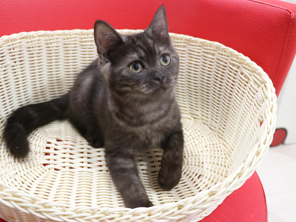スコティッシュフォールドの子猫画像