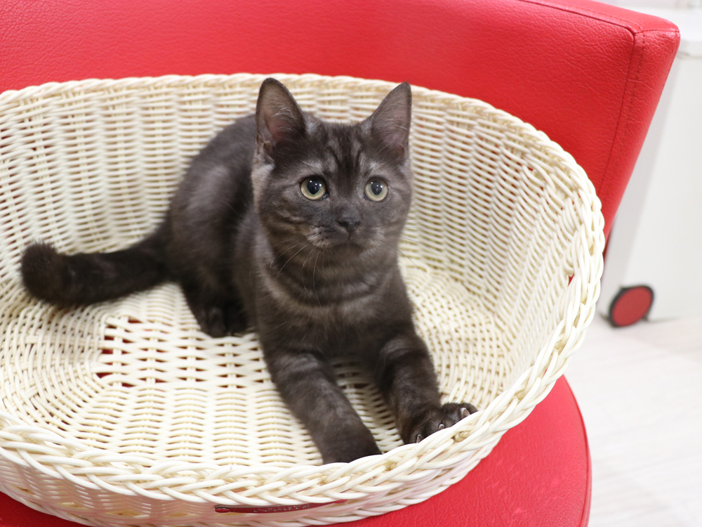 スコティッシュフォールドの子猫画像