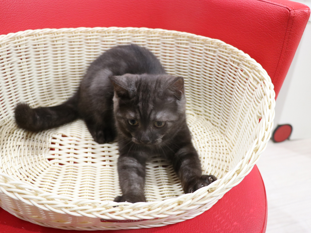 スコティッシュフォールドの子猫画像