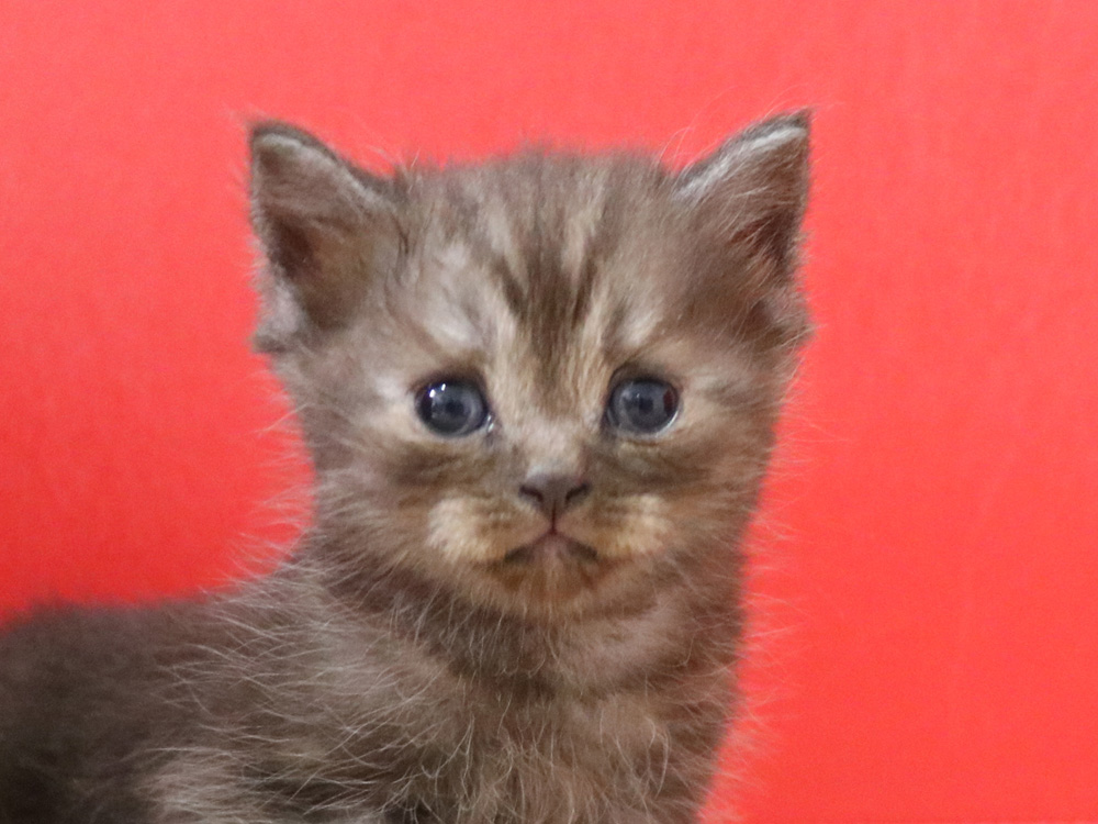 スコティッシュフォールドの子猫画像