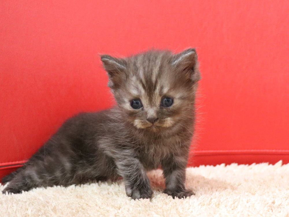 スコティッシュフォールドの子猫画像