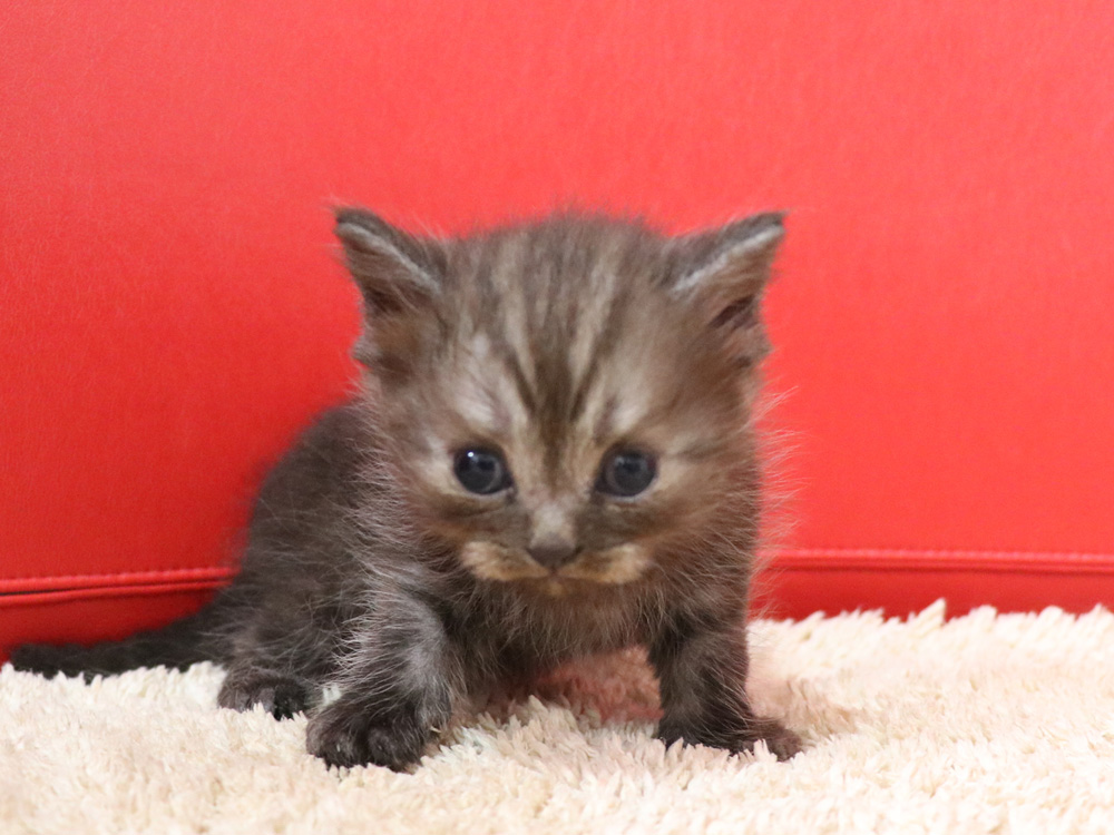 スコティッシュフォールドの子猫画像