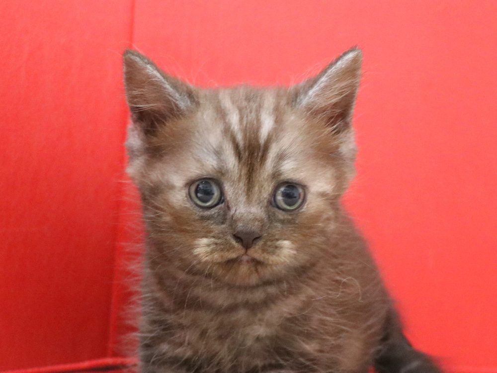 スコティッシュフォールドの子猫画像
