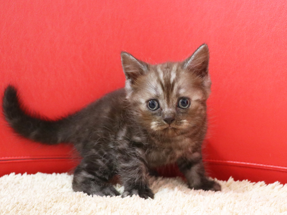 スコティッシュフォールドの子猫画像