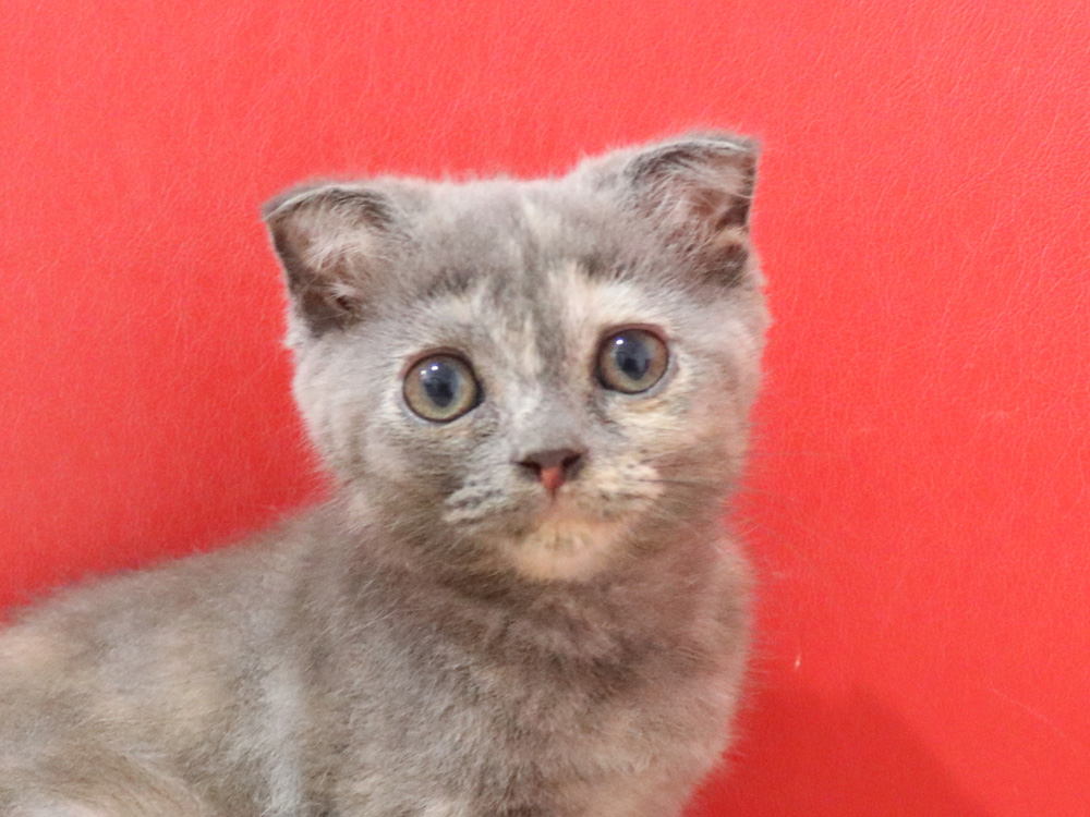 スコティッシュフォールドの子猫画像