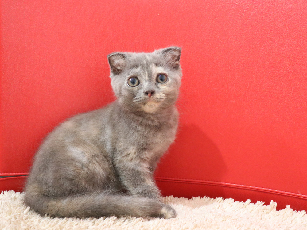 スコティッシュフォールドの子猫画像