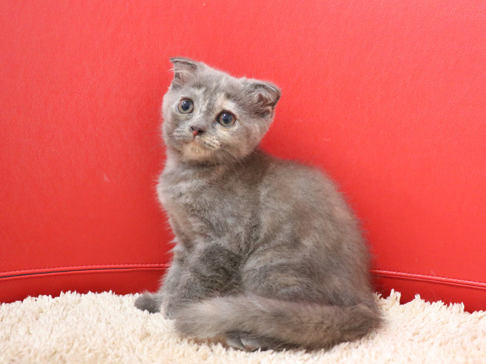スコティッシュフォールドの子猫画像