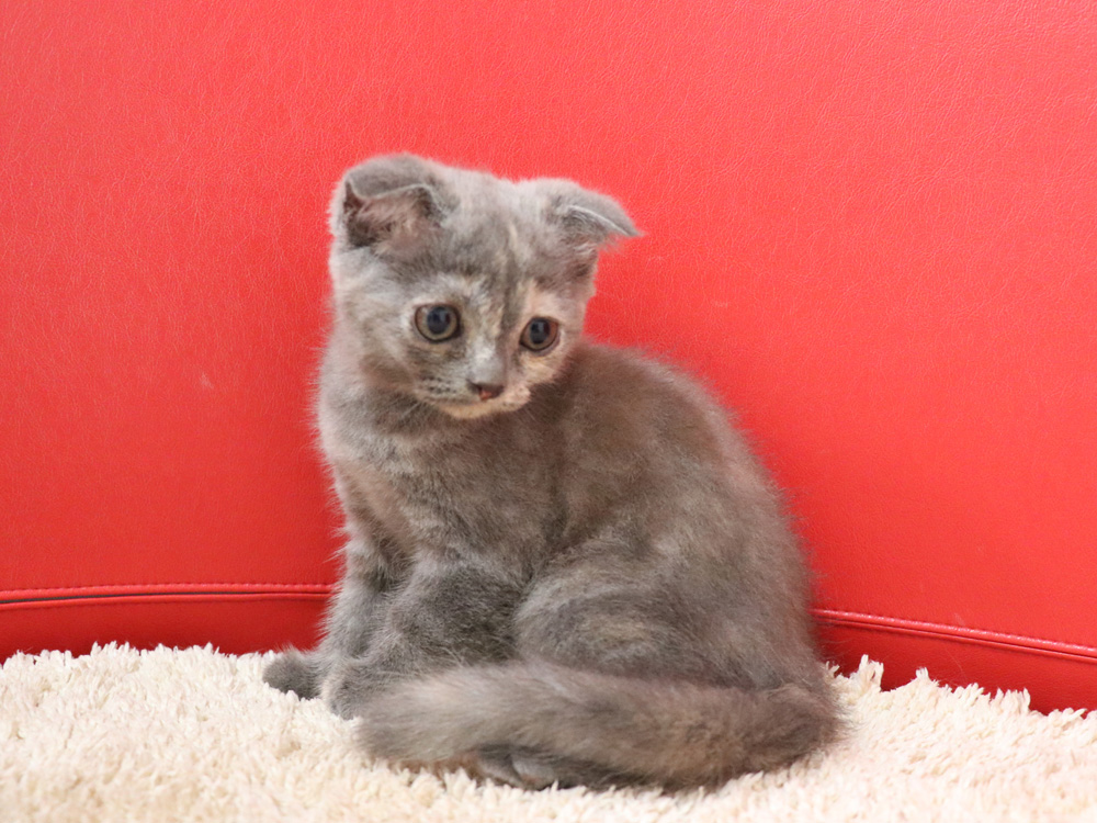 スコティッシュフォールドの子猫画像