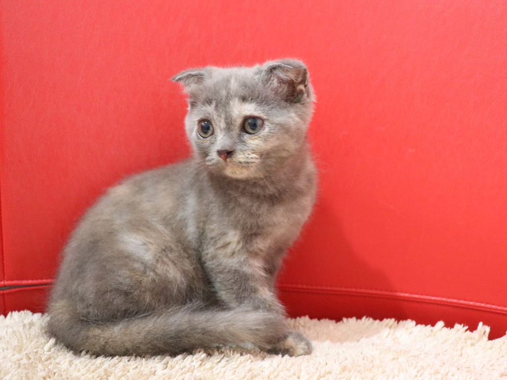 スコティッシュフォールドの子猫画像