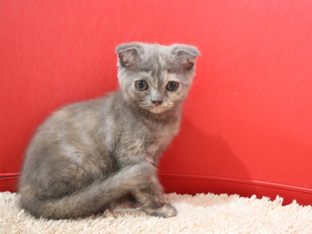 スコティッシュフォールドの子猫画像