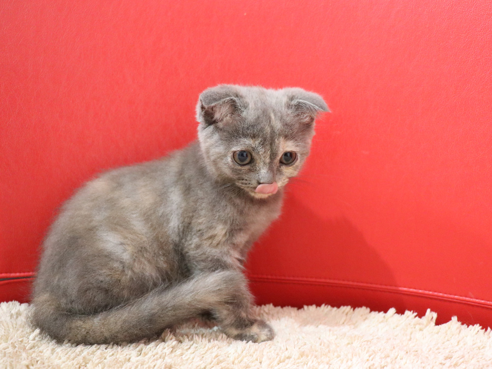 スコティッシュフォールドの子猫画像