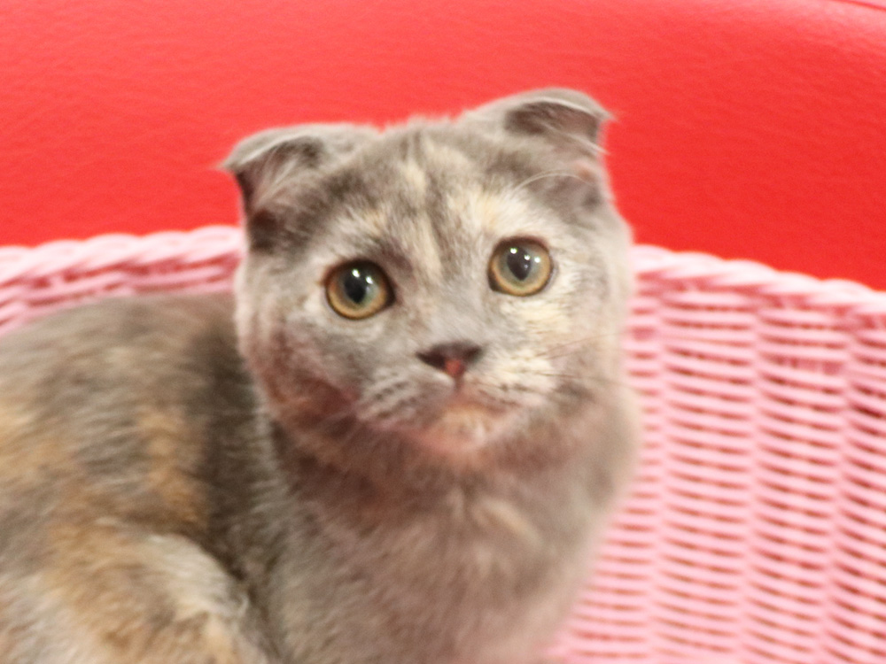 スコティッシュフォールドの子猫画像