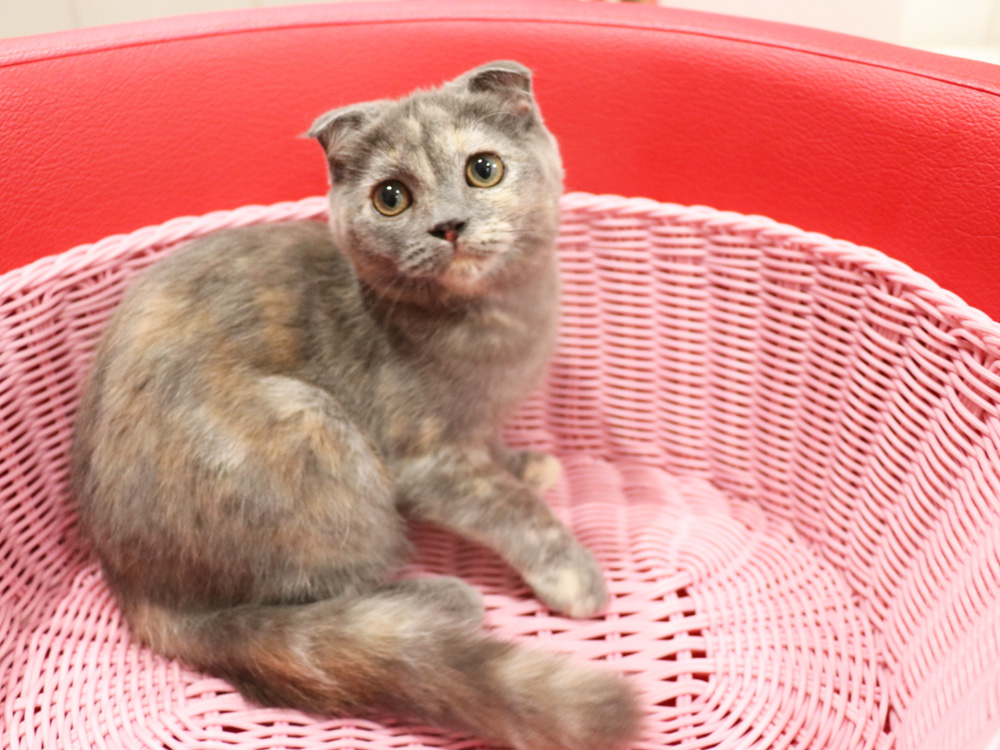 スコティッシュフォールドの子猫画像