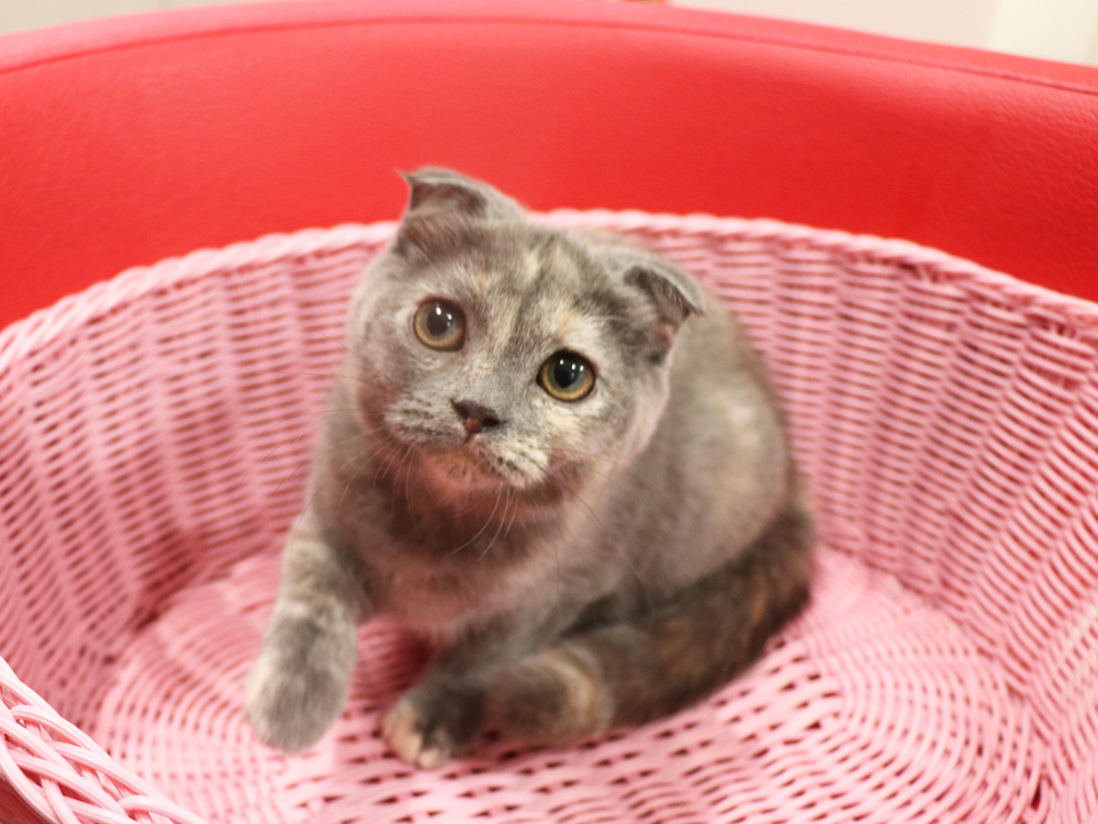 スコティッシュフォールドの子猫画像