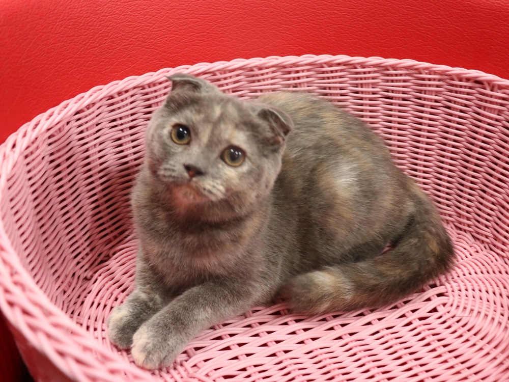 スコティッシュフォールドの子猫画像