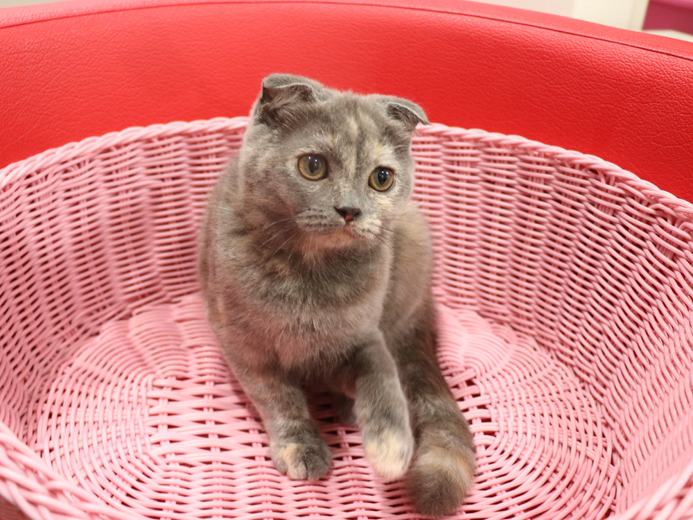スコティッシュフォールドの子猫画像