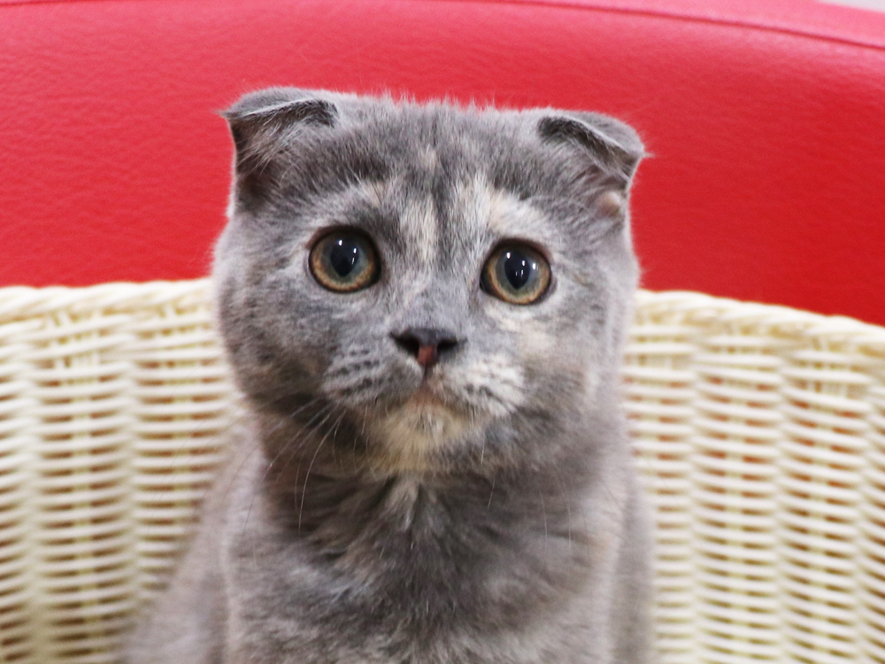 スコティッシュフォールドの子猫画像