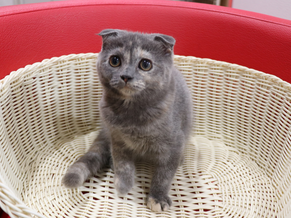 スコティッシュフォールドの子猫画像