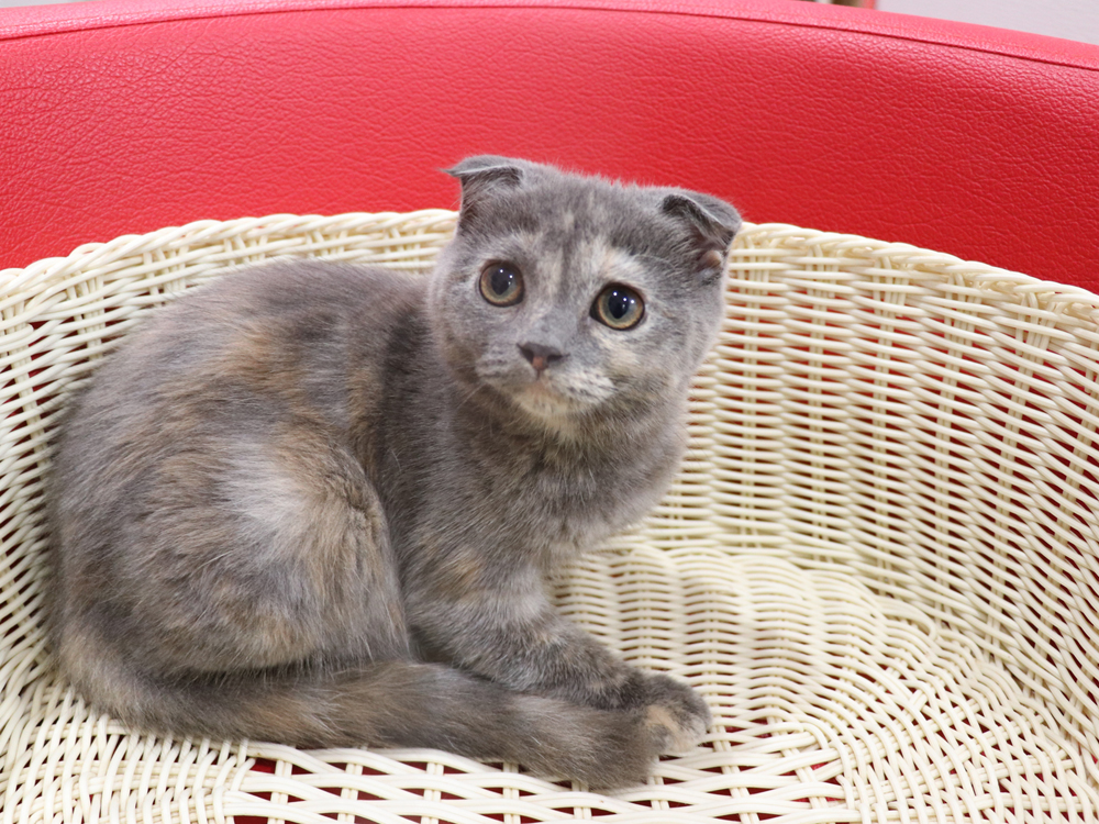 スコティッシュフォールドの子猫画像