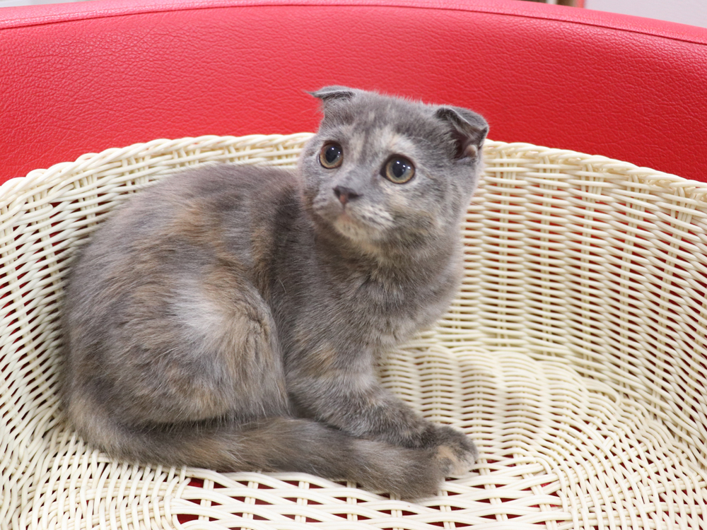 スコティッシュフォールドの子猫画像