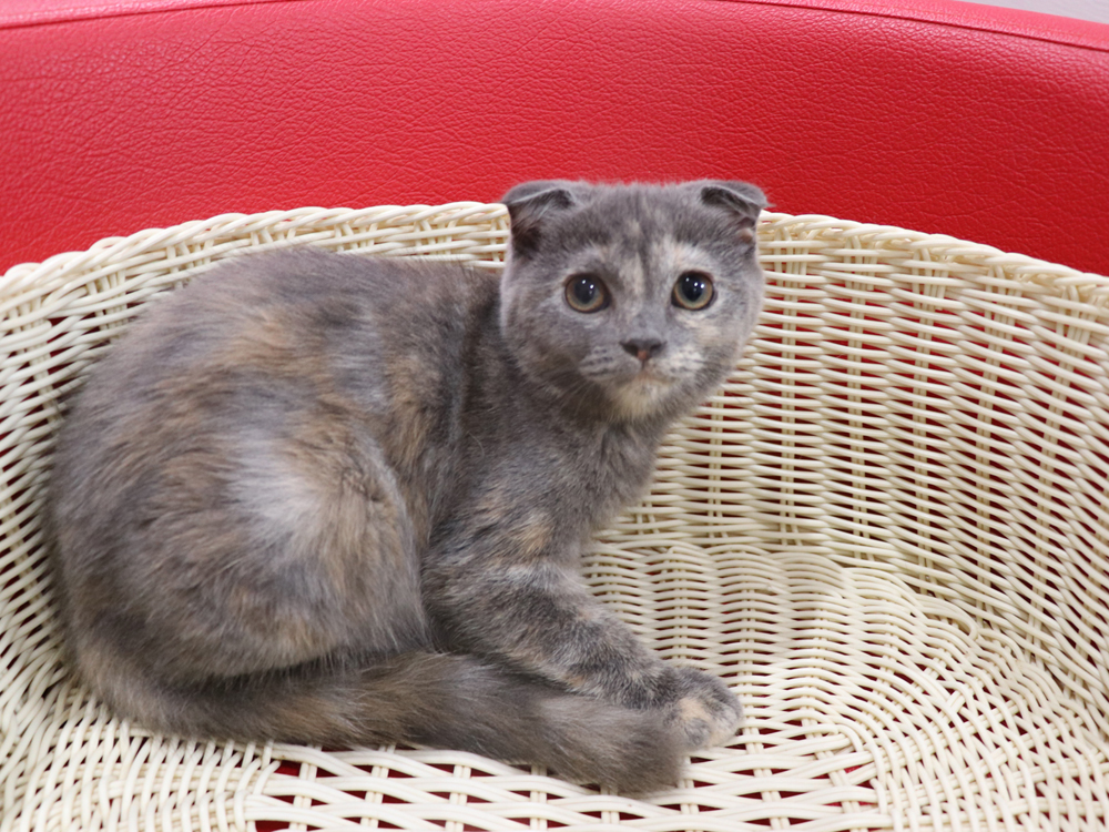 スコティッシュフォールドの子猫画像