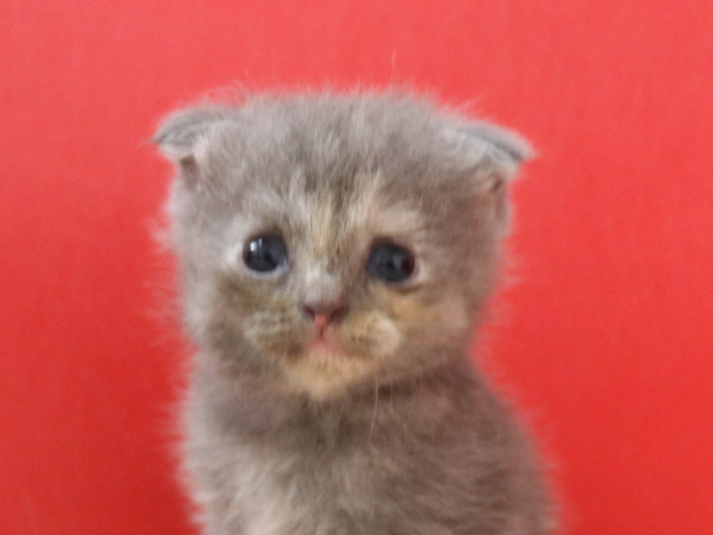スコティッシュフォールドの子猫画像